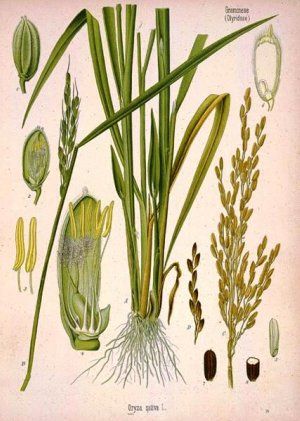 Oryza sativa Rice Plant, Secret Closet, Missouri Botanical Garden, Plant Science, Plants And Flowers, Edible Plants, Healing Herbs, Plant Illustration, Botanical Drawings