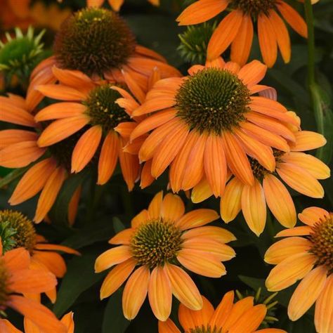 Echinacea Artisan™ Collection Soft Orange Plant Structure, Echinacea Purpurea, Attracting Bees, Soft Orange, How To Attract Birds, Attract Butterflies, Unique Gardens, Perennial Plants, Healthy Plants