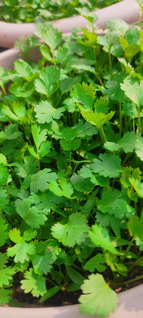 Coriander Coriander Plant, Coriander Leaves, Pizza, Pasta, Layout, Plants, Quick Saves, Nature, Pizzas