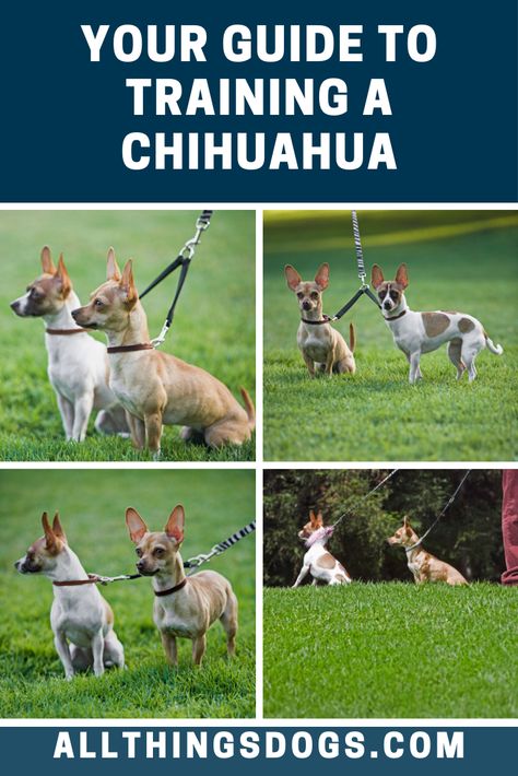 Pet Training Tips, Chihuahua Puppy Training, Chihuahua Training, Pampered Dogs, Chihuahua Breeds, Smartest Dog Breeds, Dog Breeding, Dog Commands, Dog Remedies