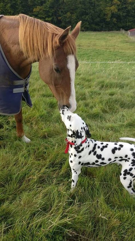 Learning About Animals, Dalmatian Puppy, Dalmatian Dogs, Horses And Dogs, About Animals, Pretty Animals, Dog Costumes, Cute Animal Photos, Cute Creatures