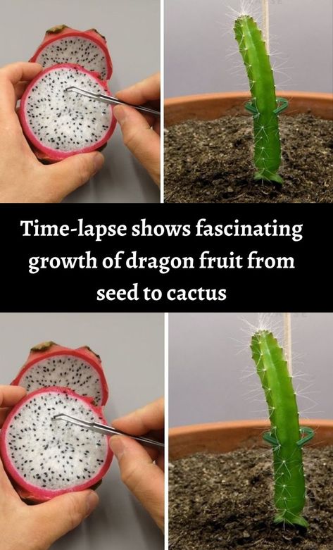 Dragon Fruit Tea Recipe, How To Grow Dragon Fruit, Dragon Fruit Tree, Dragon Fruit Cactus, Dragon Fruit Plant, Cactus House Plants, Vegetable Garden Diy, Plant Problems, Fruit Seeds