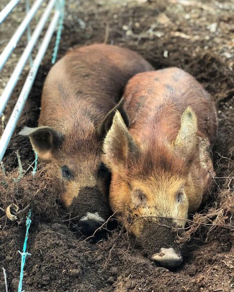 Somerset Shepherds Huts on Instagram: “Our two new Iron Age x Wild Boar x Saddleback boars are already settled into their new home! . . . #ironagepigs #wildboar #saddlebackpigs…” Wild Boar Drawing, Wild Boar Logo, Wild Boar Tattoo, Wild Boar Ragu, Boar Drawing, Boar Illustration, Boar Tattoo, Boar Recipes, Boar Skull