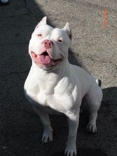 This could be a dogo Argentina but he looked more like a pit in the face. All White Pitbull, Cute Pitbulls, White Pitbull, Pitbull Dog Breed, Bully Dogs, Bully Breeds Dogs, Nanny Dog, Red Nose Pitbull, Big Mama