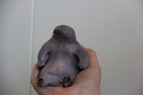 PsBattle: A newborn baby Platypus Baby Platypus, Funny Photoshop, Platypus, Wooden Floor, Kitten Cat, 귀여운 동물, Funny Cute, Pet Adoption, Animal Rescue