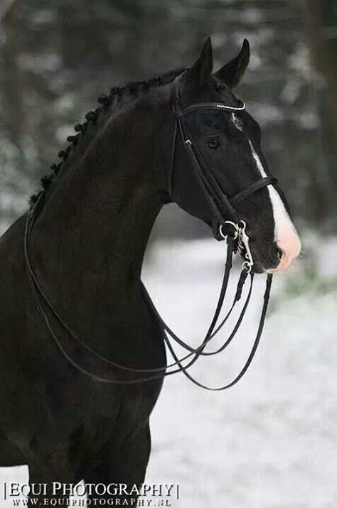 Stunning. Warmblood Horses, Regnul Animal, Eventing Horses, Black Horses, Most Beautiful Horses, Most Beautiful Animals, Dressage Horses, Majestic Horse, All The Pretty Horses