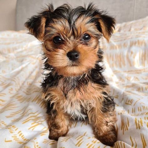 Tea cup yorkie puppy for sale. We Provide a 100% health guaranty. Get a huge discount. Free Shipping is available. teacup yorkie near me for sale Yorkie Terrier Teacup, Tea Cup Yorkie Puppies For Sale, Teacup Yorkies For Sale Near Me, Teacup Yorkie Puppy For Sale Tea Cups, Teacup Yorkie Puppies For Sale Near Me, Puppies For Sale Near Me Free, Yorky Puppy, Tea Cup Yorkie Puppies, Yorkie Terrier Puppy