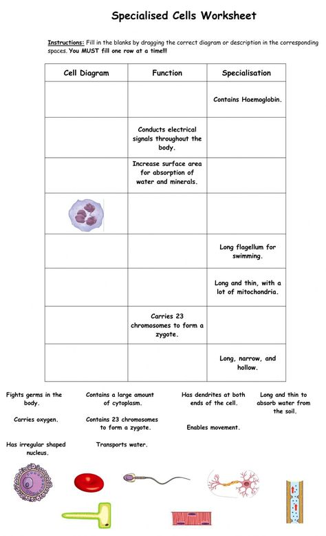 Specialised Cells, Human Respiratory System, Science Revision, Cells Worksheet, Elementary Worksheets, Biology Worksheet, Types Of Humans, Biology Classroom, Biology Lessons