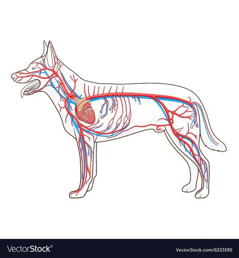 Veterinary Illustration, Dog Vector Illustration, Vascular System, Vet Tech Student, Med Vet, Veterinary Science, Dog Anatomy, Medication For Dogs, Dog Vector