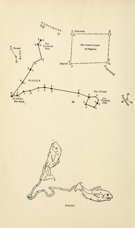 Pisces, from "Star lore of all ages; a collection of myths, legends, and facts concerning the constellations of the Northern Hemisphere," 1911.  https://archive.org/details/starloreofallage00olco Pisces Star Constellation, Pisces Constellation Tattoo, Pisces Tattoo, Pisces Constellation, The Constellations, Underboob Tattoo, Dinner Party Themes, Constellation Tattoos, Star Constellations