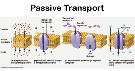 Diffusion Biology Notes, Passive Transport Biology, Cell And Molecular Biology, Sodium Potassium Pump, Facilitated Diffusion, Passive Transport, Electron Transport Chain Diagram, Plasma Membrane, Biochemical Tests Microbiology