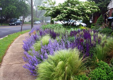 Landscape architect Thomas Rainer's garden fronts on a busy suburban street -- so he works with every inch of it! Mexican Feather Grass, Lawn Alternatives, Pathway Landscaping, Front Garden Landscape, Have Inspiration, The Secret Garden, Front Yard Garden, Garden Borders, Ornamental Grasses