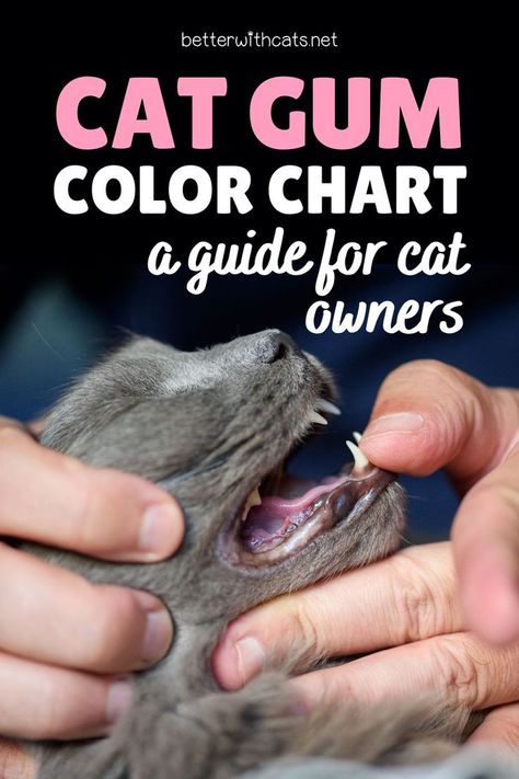 Through the cat gum color chart learn all about your pet’s health in order for you to care about your cat’s wellness as a true pet parent! Cat Food Station, Cat Health Problems, Pet Dental Care, Cat Illnesses, Birth Colors, Cat Health Care, Cat Hacks, Healthy Cat, Cat Care Tips