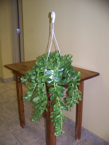 trailing jade Hanging Jade Plant, Trailing Jade Plant, Plants Arrangement, Carrion Flower, Plantas Interior, Ghost Plant, Decorative Plants, Plant Wishlist, Jade Plant