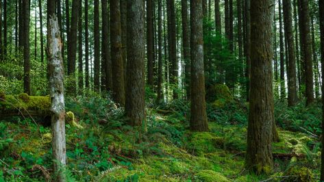 How Forest Bathing Combats Stress - Garden Collage Magazine Indian Forest, Scientific Management, Forest Resources, 16mm Film, Sustainable Management, Forest Department, Forest Ecosystem, Carbon Sequestration, Rainbow Water