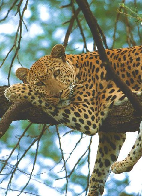 Leopard....feeling bored Regard Animal, African Wildlife, Large Cats, African Animals, Animal Planet, Animal Photo, الرسومات اللطيفة, Beautiful Cats, 귀여운 동물