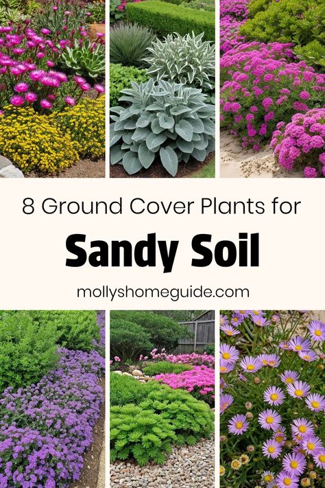 Discover a variety of ground cover plants perfect for sandy soil. Explore low-growing perennials that thrive in sandy conditions, from drought-tolerant options to cold hardy choices. Create a beautiful landscape with evergreen ground cover plants like sedum. Find the best groundcovers for your garden and enjoy a lush, vibrant yard all year round! Sandy Yard Landscaping, Plants For Sandy Soil, Evergreen Ground Cover Plants, Ground Cover Shade, Evergreen Groundcover, Stachys Byzantina, Ice Plant, Sandy Soil, Ground Cover Plants