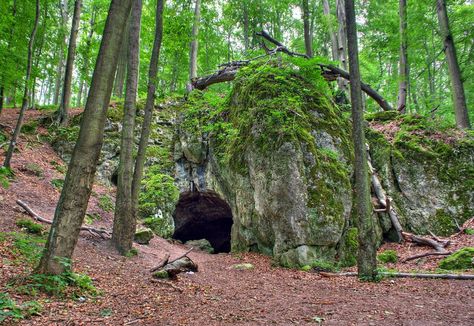 Bear Cave, Cave Bear, Cave House, Art Assignments, Snowy Forest, Woodland Friends, Nature Center, Pine Forest, Grizzly Bear