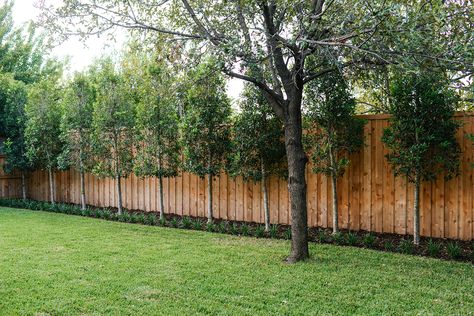 Trees Along Fence Backyards, Privacy Trees Along Fence, House Ideas Country, Elevated Patio, Green House Ideas, Privacy Landscaping Backyard, Privacy Fence Landscaping, Native Landscaping, Landscaping Along Fence