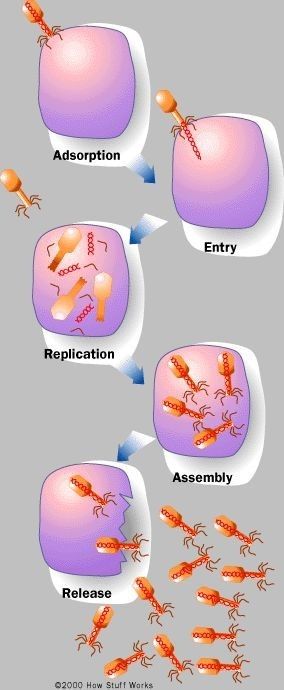 Biology Classroom, High School Biology, Ap Biology, Biology Teacher, Biology Lessons, Teaching Biology, Biology Notes, Science Biology, Homeschool Science