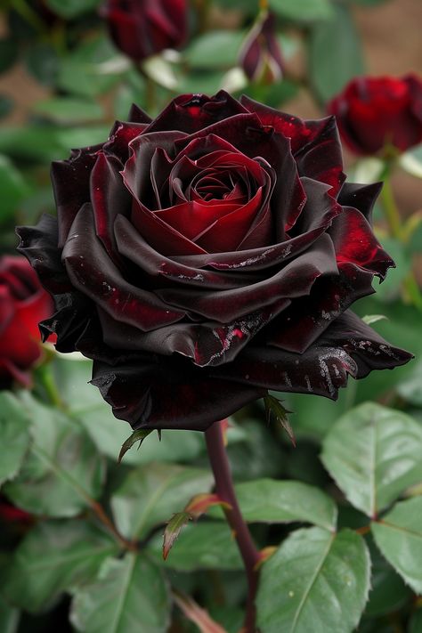 The Black Magic Rose is an enchanting flower, admired for its deep, velvety red-to-black petals. It brings an air of mystery and romance to any bouquet or garden setting.  Light: Full sun to partial shade. Water: Regular watering, keep soil evenly moist. Soil: Well-drained, fertile soil. Temperature: 60-75°F (15-24°C). Humidity: Moderate. Fertilizer: Rose-specific fertilizer, every 4-6 weeks.Perfect for creating dramatic floral arrangements, this rose is a favorite among enthusiasts.  #BlackMagicRose #Roses #FlowerMagic #GardenArt Black Magic Roses, Magic Rose, Blue Roses Wallpaper, Black And Red Roses, Black Rose Flower, Rose Flower Pictures, Plant Fungus, Beautiful Butterflies Art, Red Petals