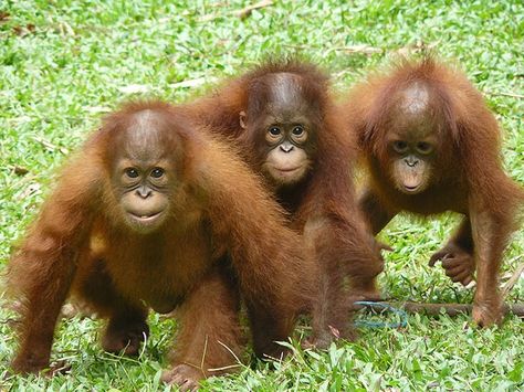 Three little Orangutans. Talk about triple trouble. lol Borneo Orangutan, Animal Hugs, Baby Orangutan, Animal Activism, Animal Conservation, Animal Activist, Mountain Gorilla, Great Ape, Pet Monkey