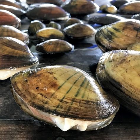 Researchers have discovered a new parasite in freshwater mussels after investigating hundreds of mussels that died along the Embarrass River in Shawano County six years ago. Musky Fishing, Habitat Destruction, Healthy Fish, Daily Water, New Shows, Pin Board, Wisconsin, Fresh Water, Check It Out