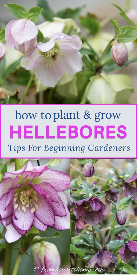 Growing Hellebores, Modern Garden Landscape, Spring Perennials, Landscape Design Ideas, Spring Hill Nursery, Planting Guide, Lenten Rose, Rose Care, Perennial Shrubs