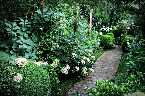 the lime walk: This hasn't been a healthy winter! Shaded Garden, Wooden Pathway, Shady Garden, Garden Shade, Shade Gardening, Shade Gardens, Oakleaf Hydrangea, Gardening Inspiration, Modern Garden Design