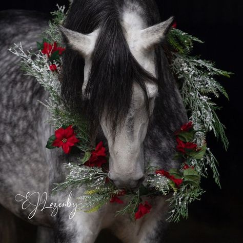 Christmas Photoshoot With Horse, Horse Wreath Photoshoot, Horse Christmas Photoshoot, Mini Horse Christmas Pictures, Christmas Horse Aesthetic, Horse Christmas Pictures, Christmas Equine Photography, Equine Photoshoot, Horse Wreaths