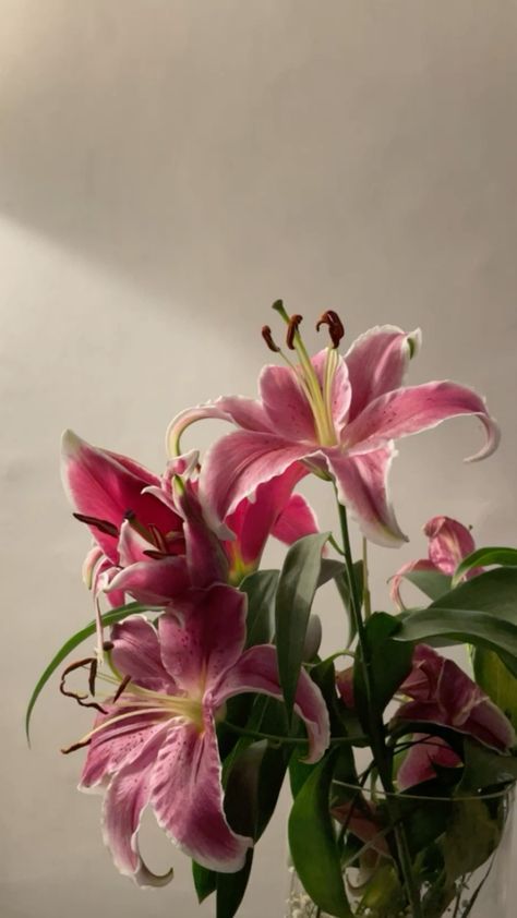 Lilies Flowers, Lily Wallpaper, Family Happiness, Flower Identification, Phone Decor, Lily Plants, Boquette Flowers, Flower Bar, Nothing But Flowers