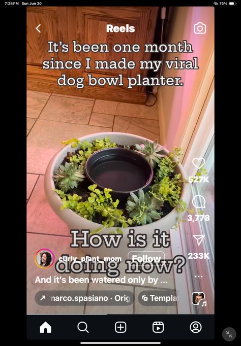 Dog Plant Water Bowl, Dog Drinking Station, Drinking Station, Diy Water, Dog Bowl, Water Bowl, Water Plants, Dog Bowls, Bowl