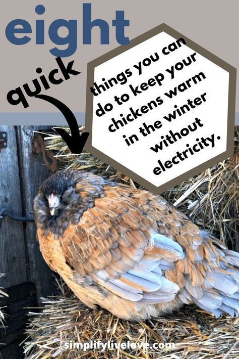 Winter Proof Chicken Run, Chicken Winter Care, Chickens In Winter Cold Weather, Keep Chickens Warm In Winter, How To Keep Chickens Warm In Winter, Chickens In Winter, Winter Treats For Chickens, Winter Coop For Chickens, Chicken Coop In Winter