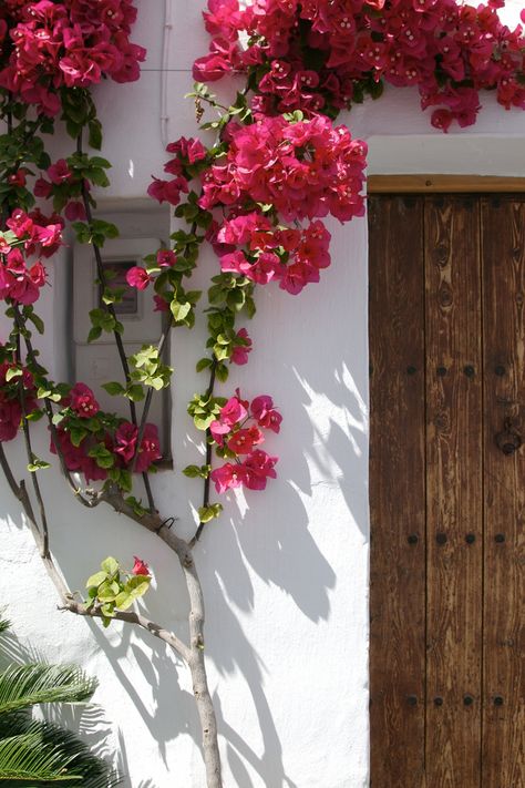 Spain Flowers, Mexico City Wedding, Summer Vine, Cycladic Architecture, Barcelona Tattoo, Vines Flowers, Florida Landscaping, Beautiful Entryways, Andalucia Spain