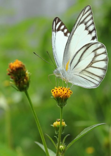 Flowers For Butterflies, Beautiful Butterfly Photography, Butterfly Images, Butterfly Photos, Beautiful Bugs, Butterfly Pictures, Butterfly Kisses, Butterfly Painting, White Butterfly