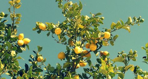 Growing citrus outside | Appalachian Feet Lemon, Fruit, Orange, Blue