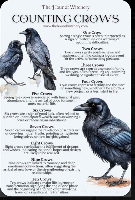 Crows In Witchcraft, Four Crows Meaning, Crow Significance, Crows Meaning Symbols, One Crow Meaning, Two Crows Meaning, Counting Crows Poem, 3 Crows Meaning, The Hour Of Witchery