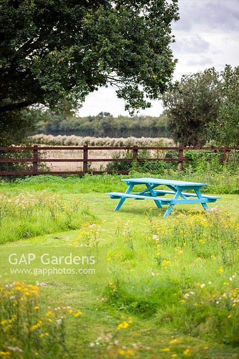 Blue Picnic, Picnic Bench, Plant Photography, Park Bench, Bright Blue, The Park, Garden Plants, Garden Ideas, Gap