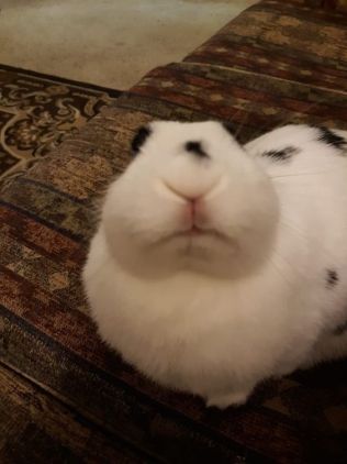 Silly Bunny Pictures, Rabbit Reaction Pic, Bunny Reactions Pic, Funny Bunny Pictures, Silly Bunny, Bunny Meme, Bunny Pics, Pet Bunny Rabbits, Silly Rabbit