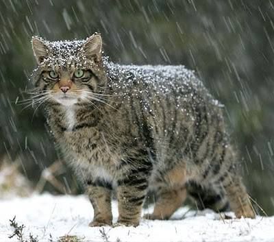 The Scottish Wildcat  www.superstarpetservices.com Scottish Wildcat, Tabby Cats, Domestic Cat, Cairns, Beautiful Cats, Crazy Cats, Big Cats, Beautiful Creatures, Wild Cats