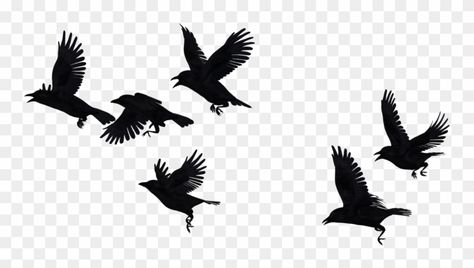 Crows Silhouette, Silhouette Of Birds, Crow In Flight, Traditional Swallow, Traditional Swallow Tattoo, Flock Of Crows, Crow Flying, Crow Silhouette, Flying Tattoo