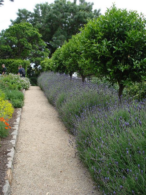 Lemon Tree Hedge, Lavender Lined Driveway, Lavender Driveway, Citrus Hedge, Lavender Combination, Tree Hedge, Lavender Border, Preppy Pinterest, Lollipop Trees