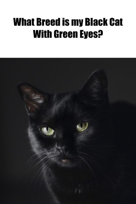 Curious 'What Breed is my Black Cat with Green Eyes?' Discover the beautiful breeds of green-eyed black cats in our latest article. Click the pin to learn more about these stunning felines. #BlackCats #CatBreeds #GreenEyedCats Green Eyed Black Cat, Green Eyes Facts, Black Cat Green Eyes, Black Cat With Green Eyes, Copper Eyes, Medium Black Hair, Black Cat Breeds, Cat With Green Eyes, Eye Facts