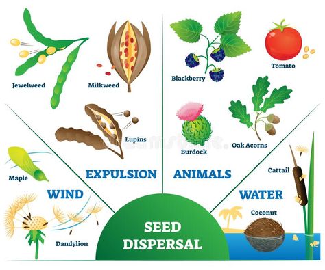 Plant Adaptations, Science Anchor Charts, Seed Dispersal, Health Chart, Plant Tissue, Plant Cell, Plant Science, Easy Learning, Plant Health