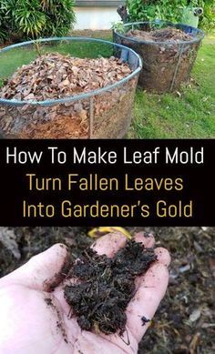 Leaf Compost, Leaf Mold, Dig Gardens, Garden Compost, Veg Garden, Fallen Leaves, Home Vegetable Garden, Organic Gardening Tips, Food Garden