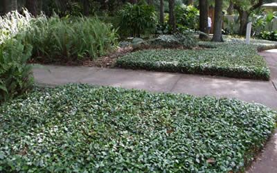 Asiatic Jasmine - Trachelospermum asiaticum - 18 Count Flat - 4" Pots - Trachelospermum - Asian Jasmine Jasmine Ground Cover, Asiatic Jasmine, Southern Landscaping, Asian Jasmine, Emerald Green Arborvitae, Leyland Cypress, Southern Living Plants, Buy Plants Online, Ground Cover Plants