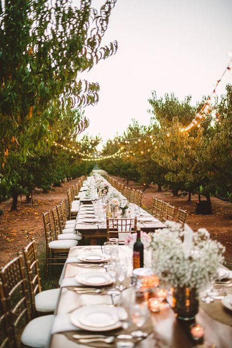 String lights are such an amazing touch to outdoor weddings. This table setting is chic yet simple. Cozy Fall Wedding, Apple Orchard Wedding, Orchard Design, Peach Orchard, Cozy Wedding, Outdoor Dinner Parties, Orchard Wedding, Outdoor Dinner, Party Photography