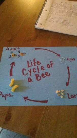 Life Cycle of a Bee project. Trace a small plate to make a circle. Eggs=White Rice Larva=Rice Crispy Cereal Pupa=Pasta Adult Bees=Peanuts. Colored stripes, wings, head and antenna with a black pen. #homeschool #lifecycle #science Lifecycle Of A Bee, Bee Lifecycle, Life Cycle Of A Bee, Bee Projects, Honey Bee Life Cycle, Bee Project, Rice Crispy Cereal, Bee Life Cycle, Bee Themed Classroom