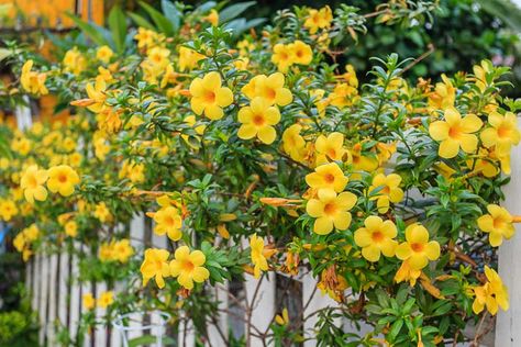 Allamanda Plant, Wisteria Sinensis, Types Of Shrubs, Bushes And Shrubs, Silver Plant, Organic Mulch, Hummingbird Garden, Mediterranean Garden, Starter Plants