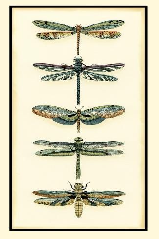 size: 18x12in Art Print: Dragonfly Collector II by Chariklia Zarris : Travel Dragonfly Decor, Vintage Dragonfly, Collage Art Projects, Dragonfly Prints, Dragonfly Art, Muse Art, Watercolor Paintings Easy, Creative Tattoos, Dragonflies